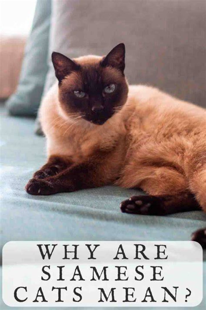 Are Siamese cats mean? – Celebrity