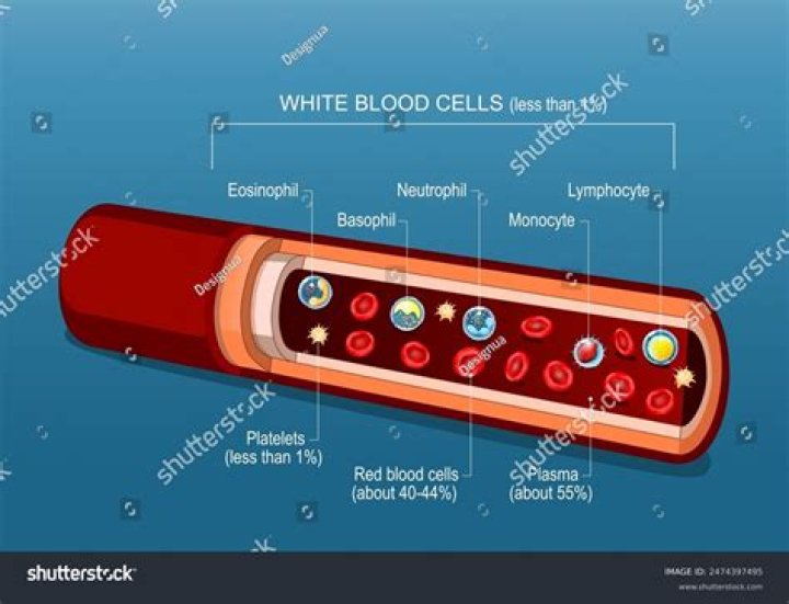 blood +