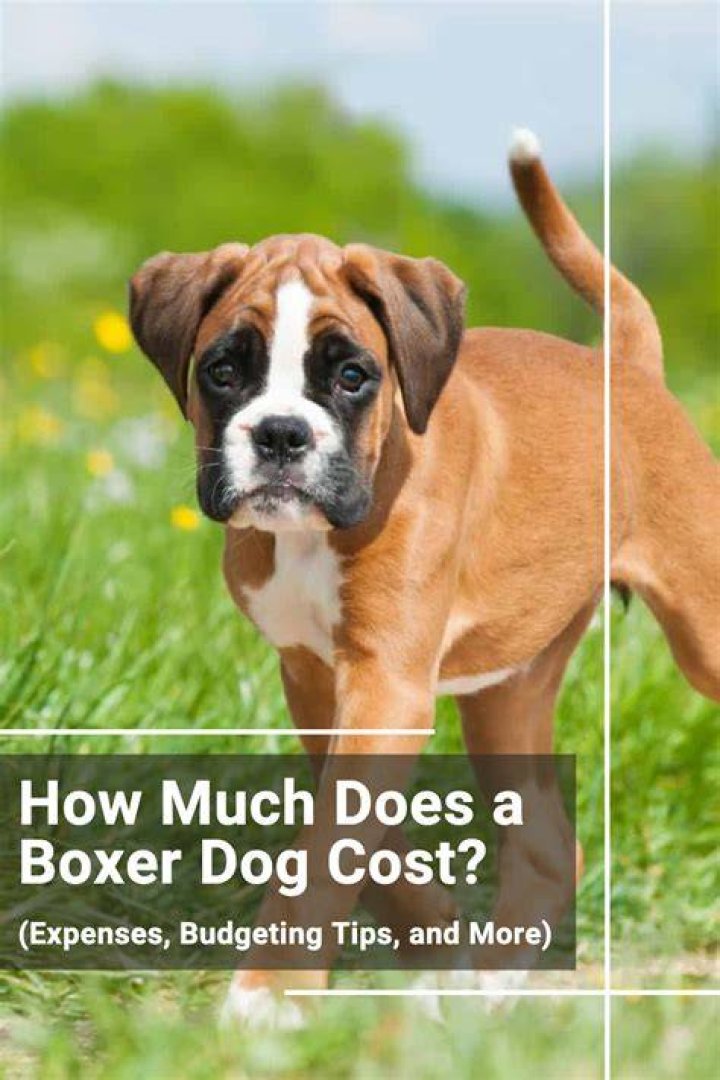 How much is boxer worth?