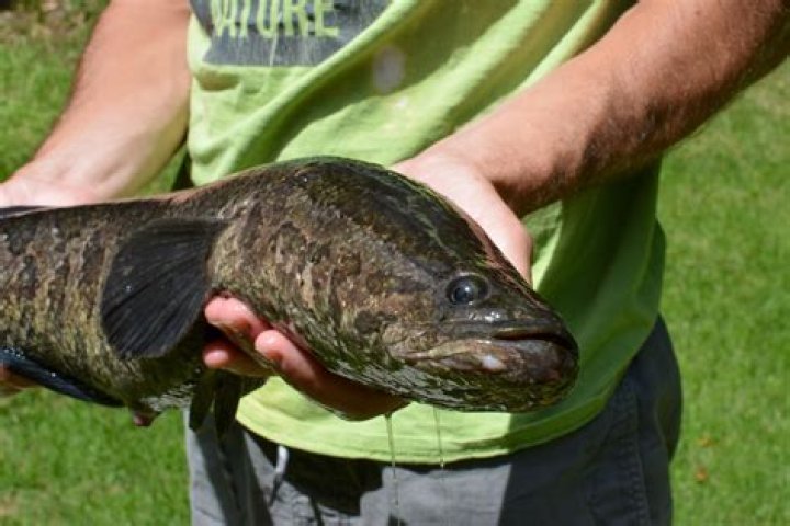 Is a snakehead fish good to eat
