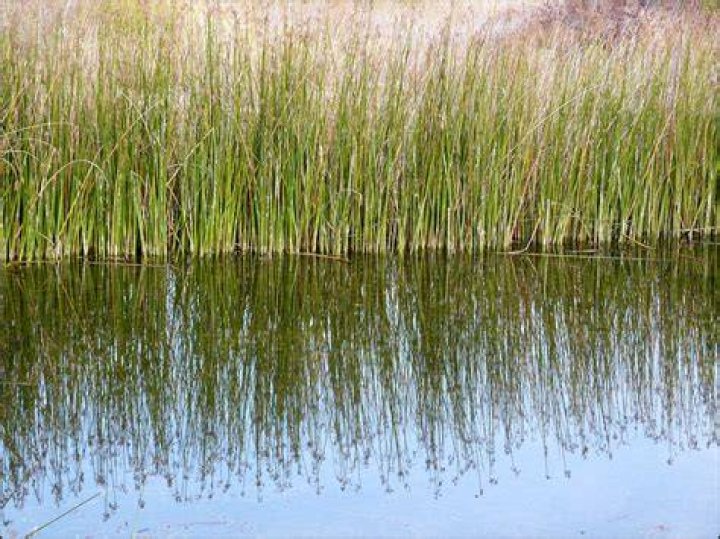 REED