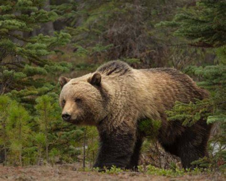 The Grizzly