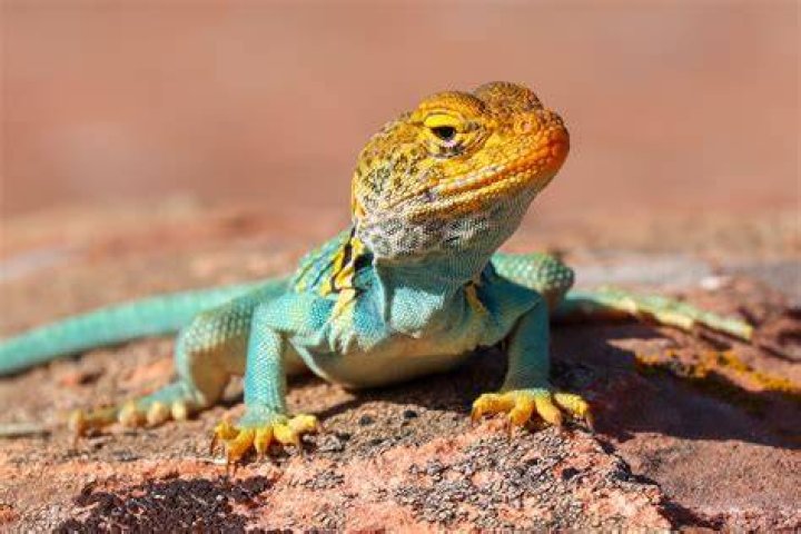 What is the lizard from Monsters, Inc?